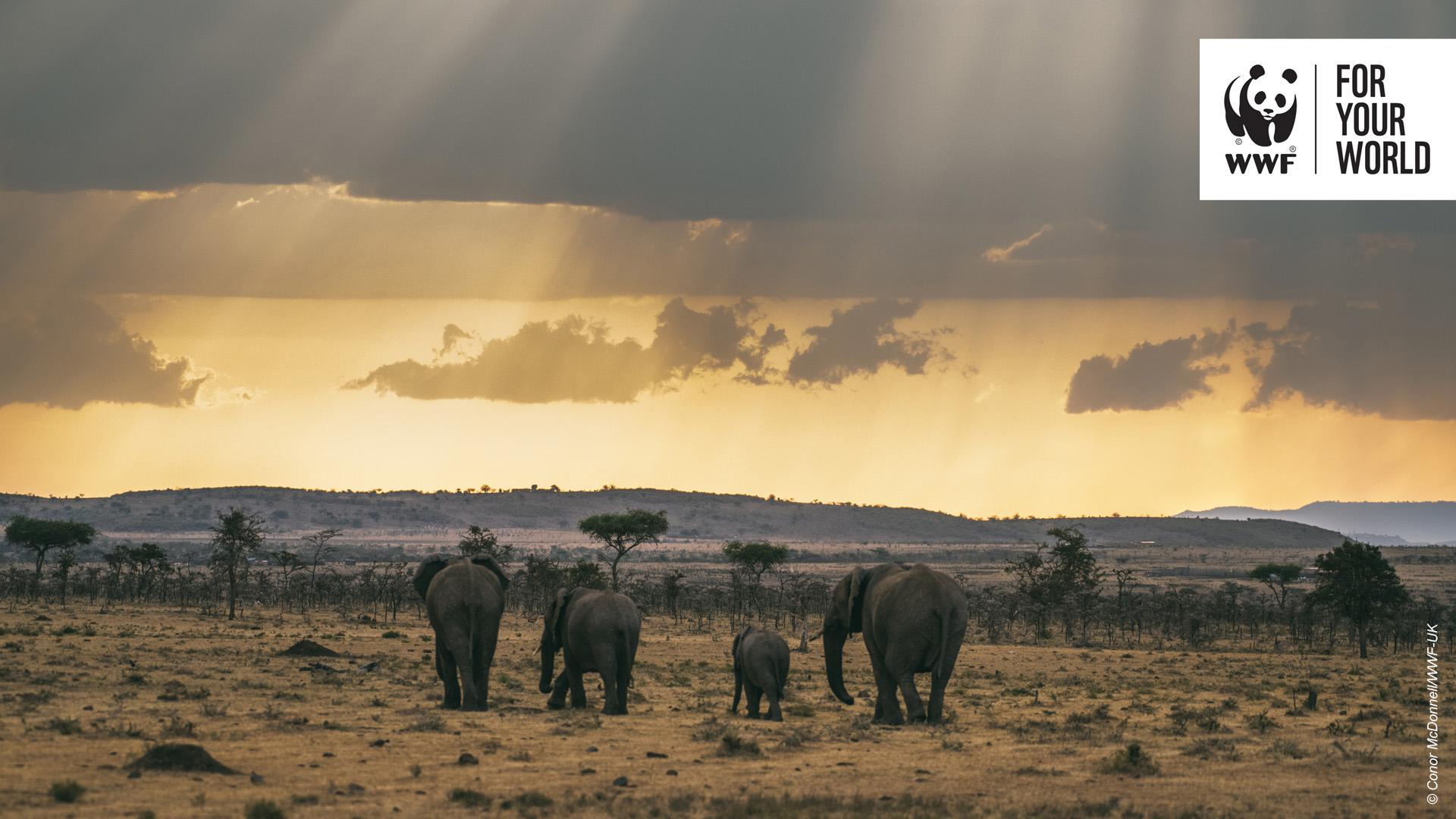 Image provided by WWF